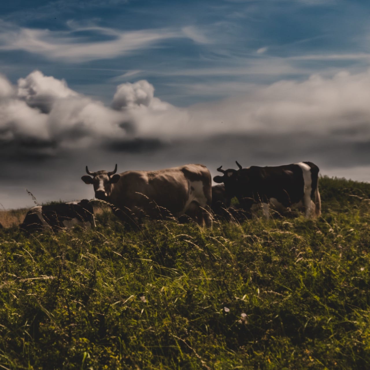 Paysage de Tronoen, Finistère. Vaches dans un champs. Photo prise avec un Fujifilm X30.