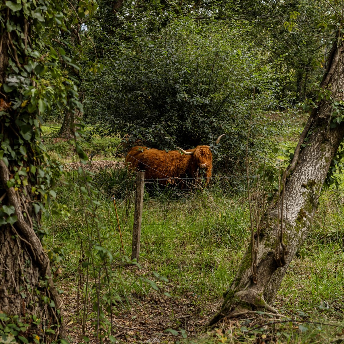 Taureau à Locmaria, Quimper. Photographie réalisée à l’aide d’un Ricoh GR3X